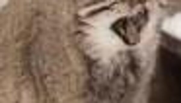 Сегодня в Узбекистане осадков не ожидается - Sputnik Узбекистан