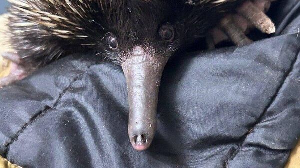 В Московском зоопарке впервые в России появились полосатый кускус и две ехидны - Sputnik Узбекистан