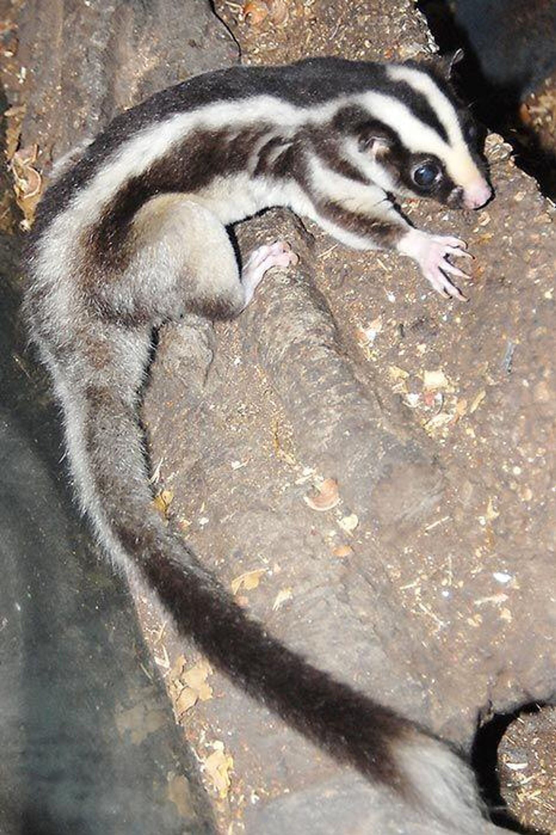 В Московском зоопарке впервые в России появились полосатый кускус и две ехидны - Sputnik Узбекистан, 1920, 28.12.2025