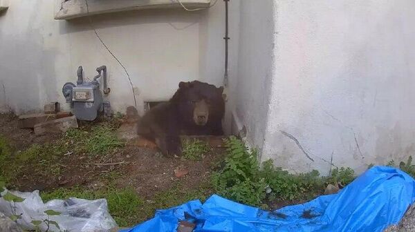 Выселение медведя из дома в Калифорнии растянулось на 37 дней - Sputnik Узбекистан