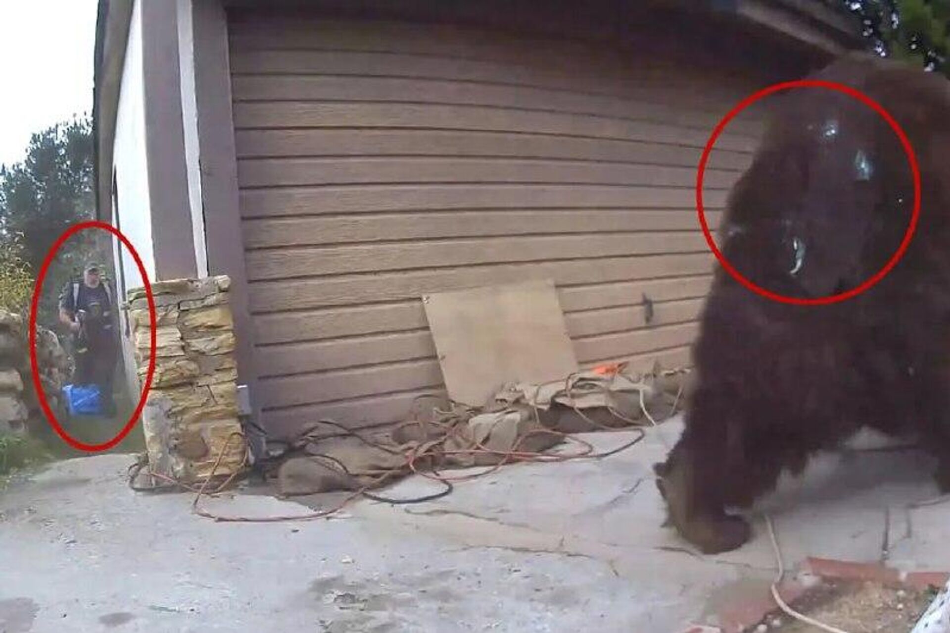 Выселение медведя из дома в Калифорнии растянулось на 37 дней - Sputnik Узбекистан, 1920, 09.01.2026