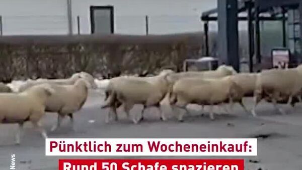 В Германии стадо овец забежало в супермаркет, пишет The Telegraph - Sputnik Узбекистан