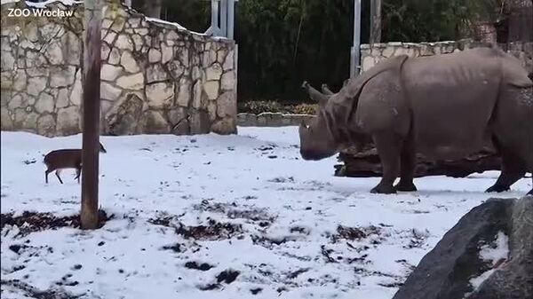 Самый бесстрашный олененок нашелся в зоопарке польского Вроцлава - Sputnik Узбекистан