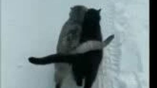 Пойдет дождь: сегодня в Узбекистане ожидаются осадки - Sputnik Узбекистан