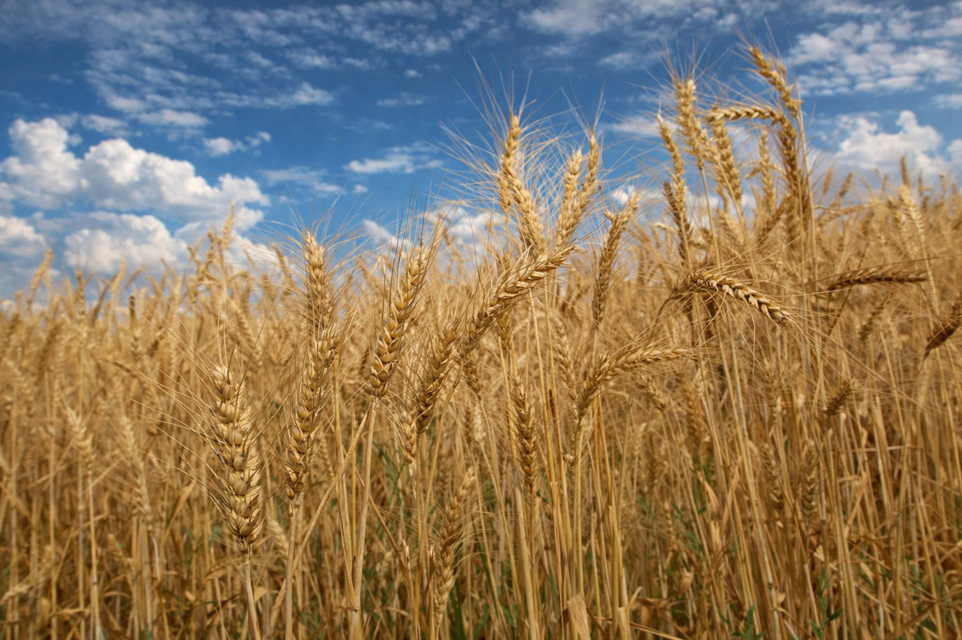 Пшеничное поле - Sputnik Узбекистан, 1920, 26.12.2024