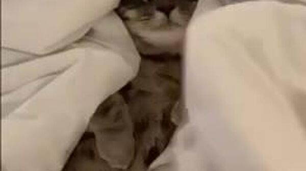 Сегодня в Узбекистане ожидается прохладная и сухая погода - Sputnik Узбекистан