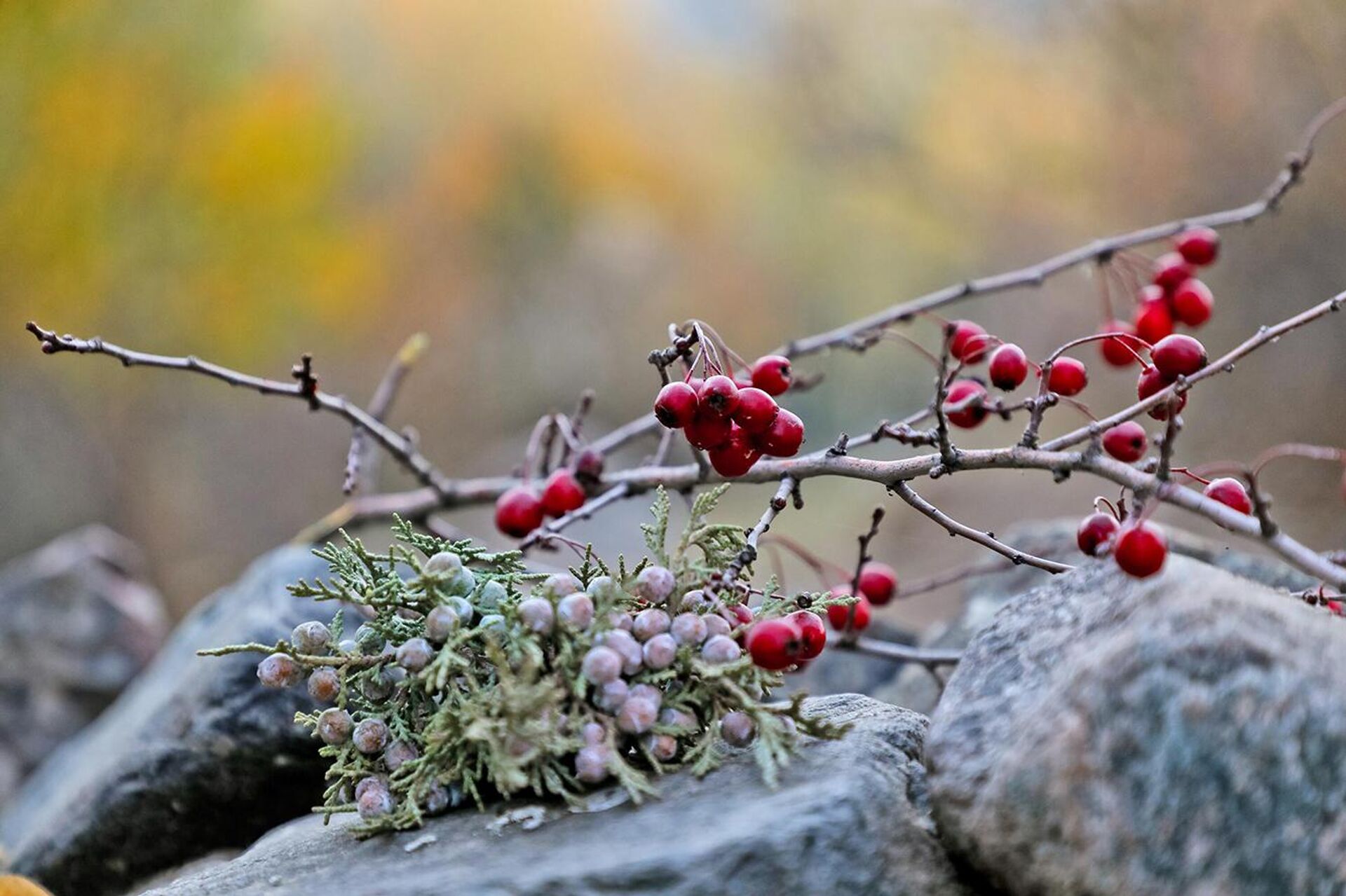 Боярышник - Sputnik Узбекистан, 1920, 15.11.2024