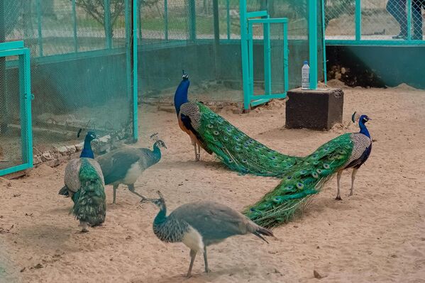 Бухоро яқинидаги Ситораи Моҳи Хоса саройидаги товуслар - Sputnik Ўзбекистон