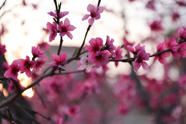 Gullagan shaftoli daraxti. Ular ekilgandan keyin 3-4 yil o‘tib, 100-150 kggacha hosil beradi. Shaftoli navlari iyun oyidan to noyabr oyigacha pishadi - Sputnik O‘zbekiston