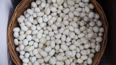 Тутовый шелкопряд
