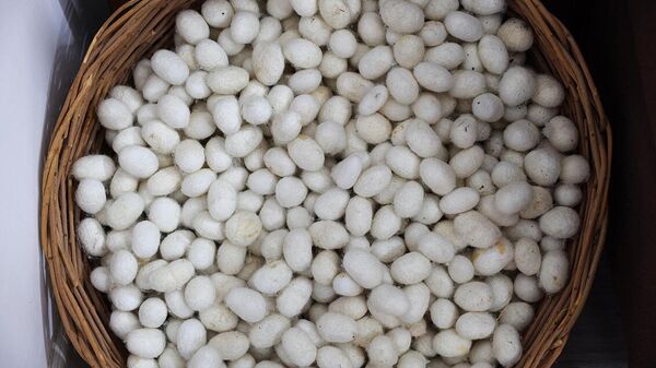 Тутовый шелкопряд
 - Sputnik Узбекистан