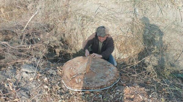 🟠 В Бухарской области нарушитель заплатит более 100 млн сумов за 4 срубленных дерева - Sputnik Узбекистан