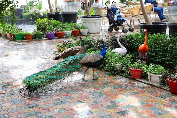 Bog‘dagi har bir burchak — suratga tushish uchun ajoyib maskan. E’tiboringizni, ayniqsa, tovuslar jalb qiladi — ular bemalol mehmonlar orasida yuradi, qo‘rqmaydi, aksincha o‘rganib ketgan - Sputnik O‘zbekiston