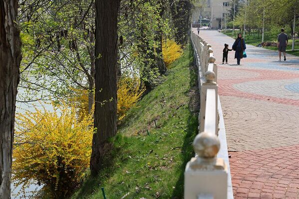 Forzitsiyaning bezakli butalari - Sputnik O‘zbekiston