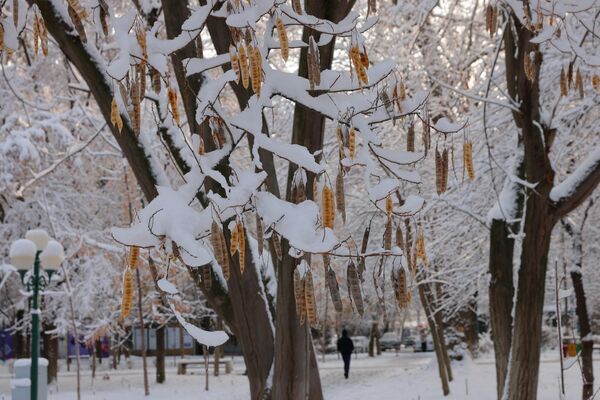 Дарахтлар оппоқ либос кийди - Sputnik Ўзбекистон