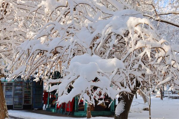 Қор оғирлигидан шохлар эгилиб қолган - Sputnik Ўзбекистон