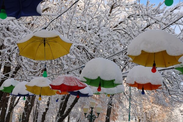 Қор оғирлигидан шохлар эгилиб қолган - Sputnik Ўзбекистон