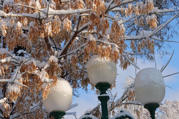 Дарахтлар оппоқ либос кийди - Sputnik Ўзбекистон