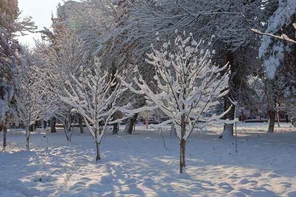 Дарахтлар оппоқ либос кийди - Sputnik Ўзбекистон