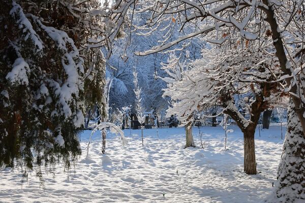 Дарахтлар оппоқ либос кийди - Sputnik Ўзбекистон