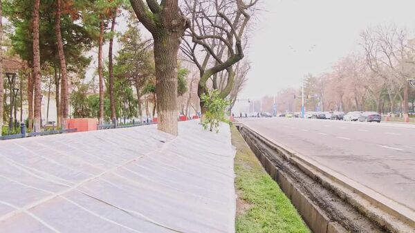 В Ташкенте перед приходом холодов и снегопадов провели работы по защите декоративных растений - Sputnik Узбекистан