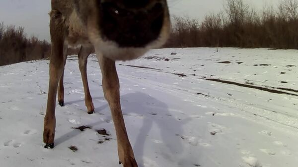 Любопытные бухарские олени оказались в объективе фотоловушки Кызылкумского заповедника - Sputnik Узбекистан