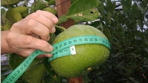 В Узбекистане зарегистрировали отечественный сорт грейпфрута - Sputnik Узбекистан