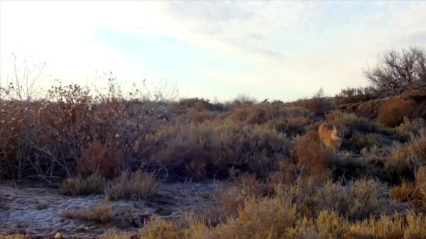 Каракал попал в объектив фотоловушки государственного заказника Барсакельмес - Sputnik Узбекистан