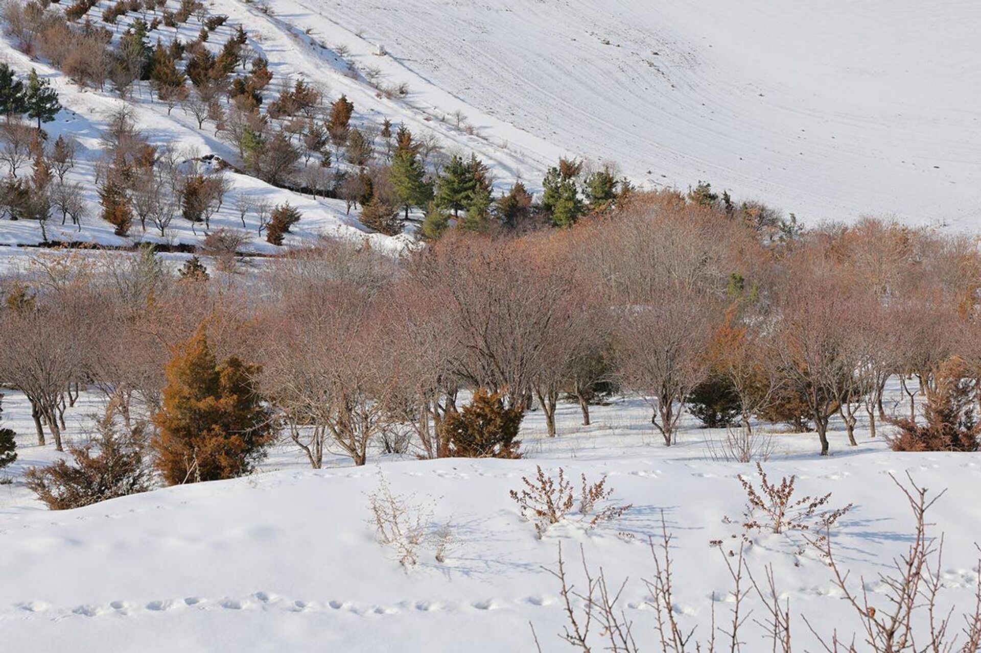 Қишнинг сеҳрли манзараси: тоғ бағри оппоқ, қалин қор билан бурканган. Тепаликнинг мулойим қиялиги узра кимнингдир — балки инсон, балки бирор жониворнинг янги босилган излари олисга қараб кетган. - Sputnik Ўзбекистон, 1920, 12.02.2026