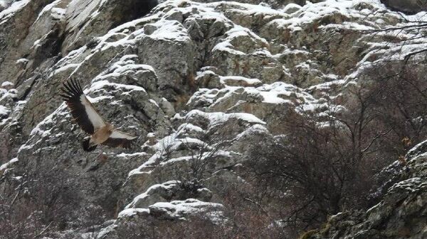 Краснокнижного белоголового сипа заметили над территорией природного парка Юкори Тупаланг - Sputnik Узбекистан