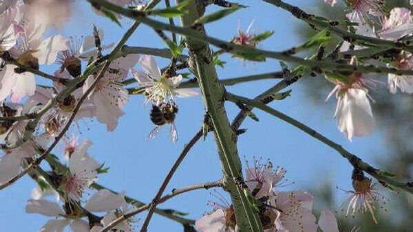 В Ташкенте из-за теплой погоды в феврале зацвел урюк, передает корреспондент @SputnikUzbekistan - Sputnik Узбекистан
