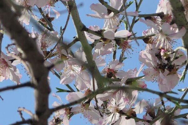 В Ташкенте из-за теплой погоды в феврале зацвел урюк, передает корреспондент @SputnikUzbekistan - Sputnik Узбекистан
