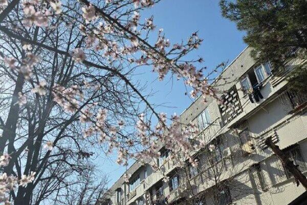 В Ташкенте из-за теплой погоды в феврале зацвел урюк, передает корреспондент @SputnikUzbekistan - Sputnik Узбекистан
