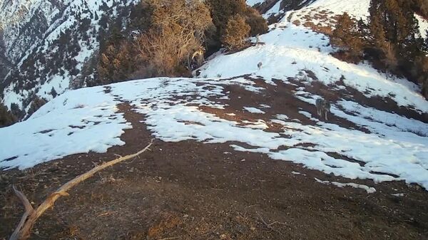 Стая волков попала в объектив фотоловушки природного парка Юкори Тупаланг - Sputnik Узбекистан