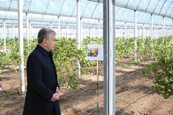 Шавкат Мирзиёев в ходе поездки в Сурхандарью посетил Школу приусадебного хозяйства - Sputnik Узбекистан