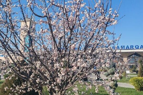 В последний день зимы в Самарканде царит настоящая весна В последний день зимы в Самарканде царит настоящая весна - Sputnik Узбекистан