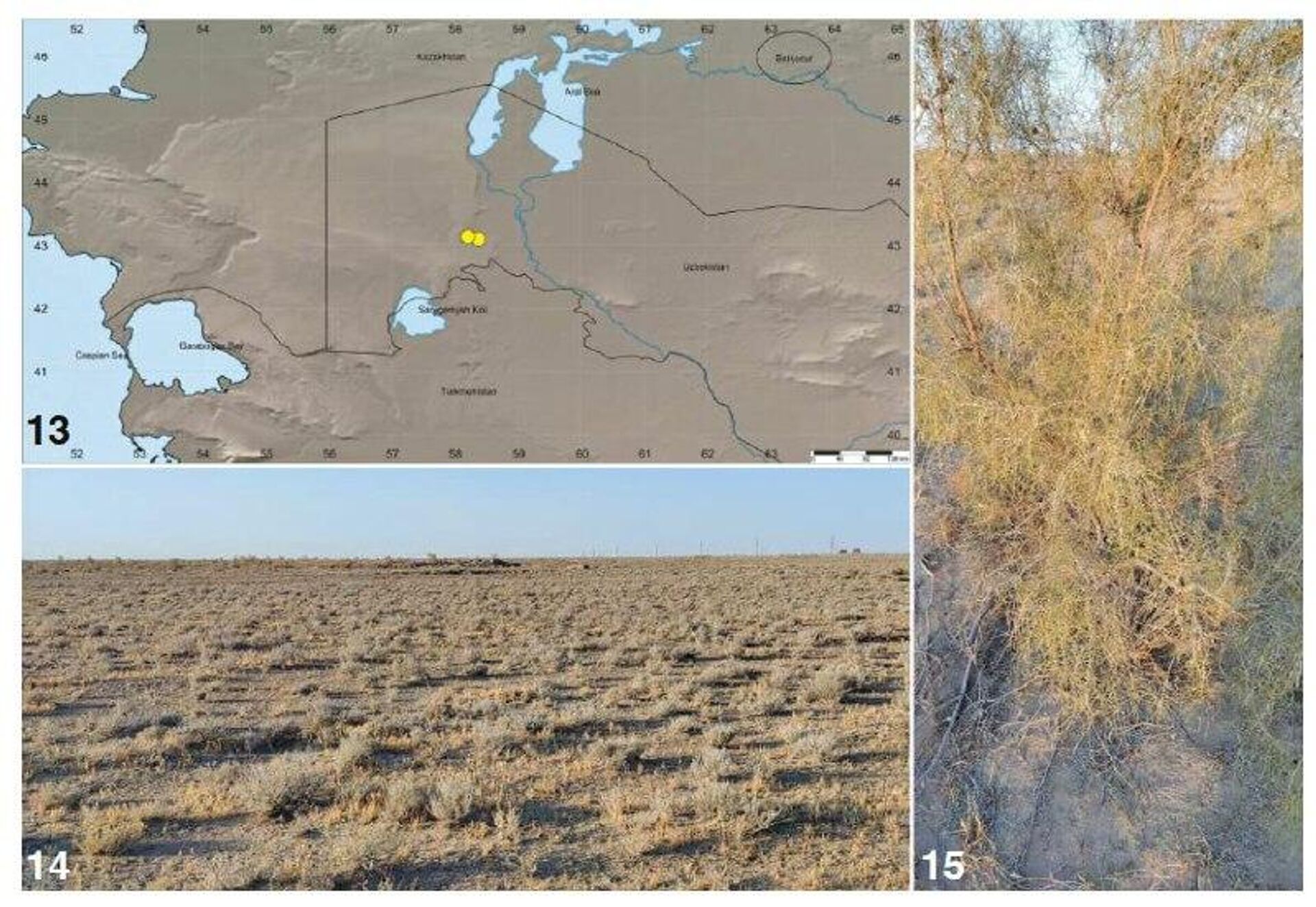 Ученые из Узбекистана выявили новый вид паука-волка - Sputnik Узбекистан, 1920, 04.03.2026