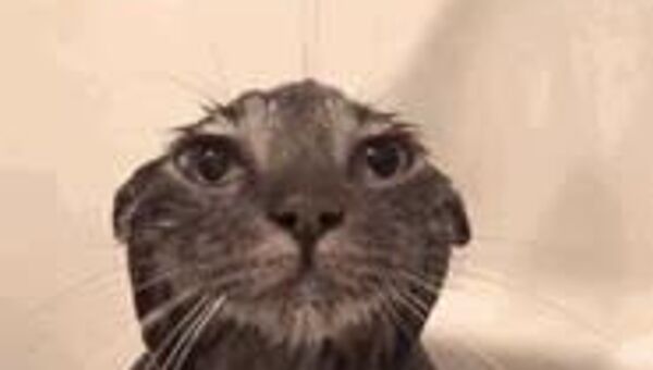 По всему Узбекистану сегодня вновь пройдут дожди - Sputnik Узбекистан