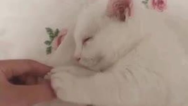 Местами дождь – погода в Узбекистане на сегодня - Sputnik Узбекистан