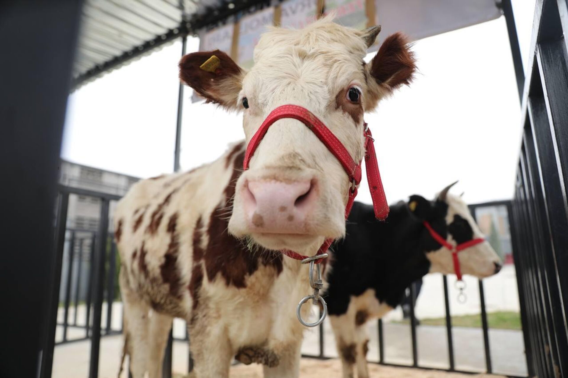 В Самарканде прошла международная сельскохозяйственная выставка - Sputnik Узбекистан, 1920, 07.03.2026