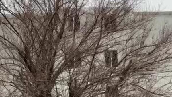 В УЧС Ташкента рассказали о мерах безопасности во время дождя и сильного ветра - Sputnik Узбекистан