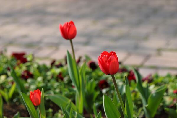 Ритмы весенней столицы: как выглядит Ташкент в марте - Sputnik Ўзбекистон