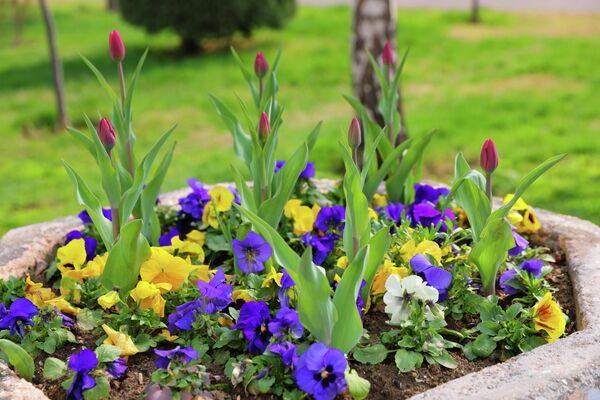 Ритмы весенней столицы: как выглядит Ташкент в марте - Sputnik Ўзбекистон