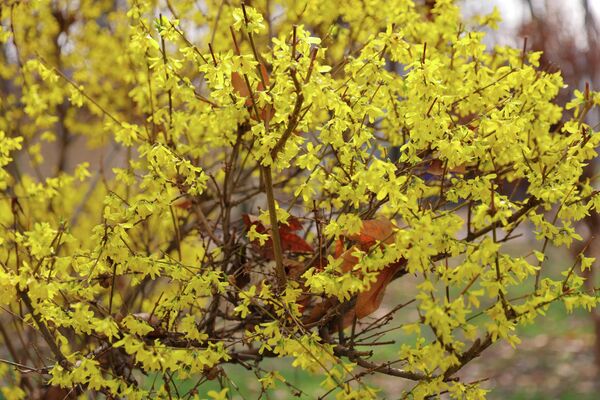 Ритмы весенней столицы: как выглядит Ташкент в марте - Sputnik Ўзбекистон