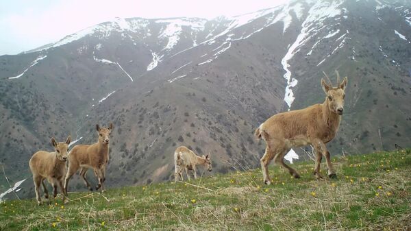 Сибирские горные козлы попали в объектив фотоловушки Чаткальского заповедника - Sputnik Узбекистан