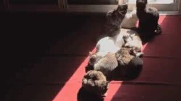 Сегодня в Узбекистане солнечно и без осадков - Sputnik Узбекистан