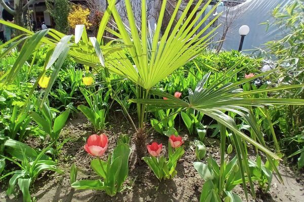 В Самарканде школам и детсадам подарили почти 45 тысяч цветов и саженцев - Sputnik Узбекистан