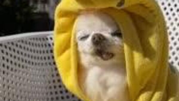 Грозы и кратковременные дожди ожидаются сегодня в ряде регионов Узбекистана - Sputnik Узбекистан