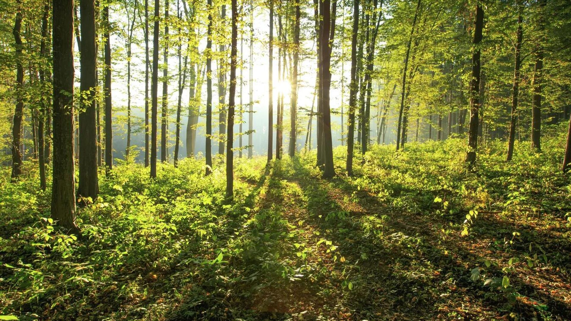 Лес Лес - Sputnik Узбекистан, 1920, 30.03.2026