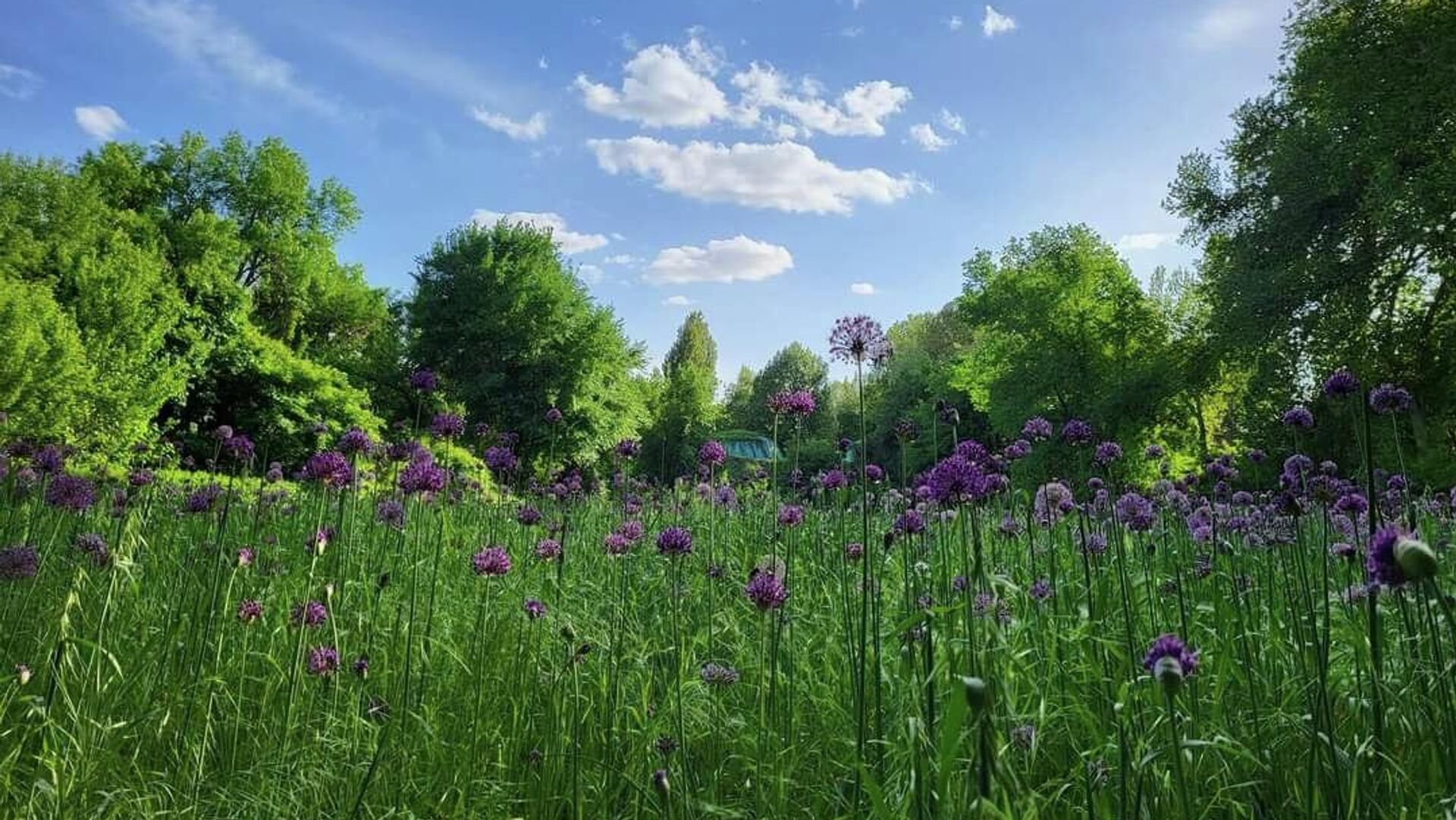 Ботанический сад в Ташкенте Ботанический сад в Ташкенте - Sputnik Узбекистан, 1920, 31.03.2026